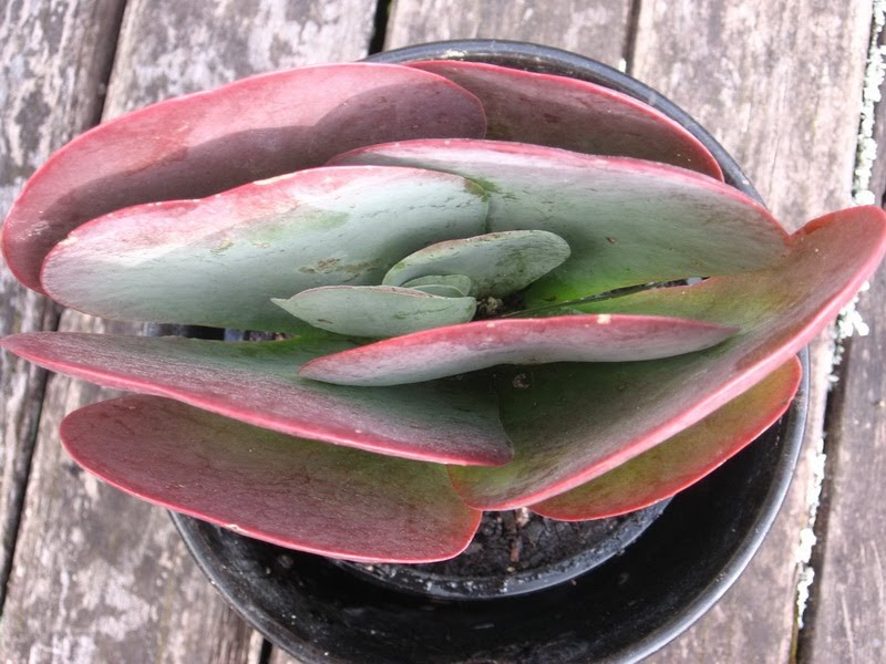 my walk with food and beautiful plants and flowers macroflower Flat