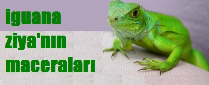 iguana ziya'nın maceraları
