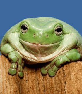 Sapo Feo