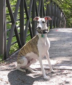 [Whippet.bmp]