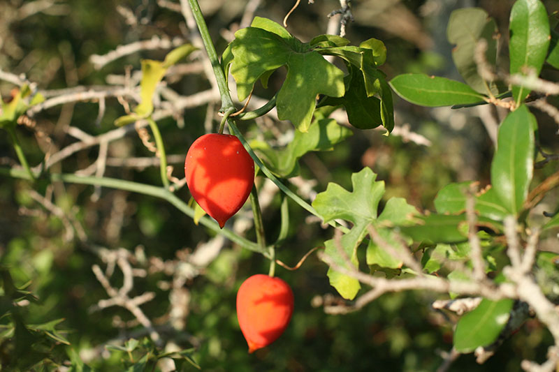 A Colorful Gourd Mother Nature's Son