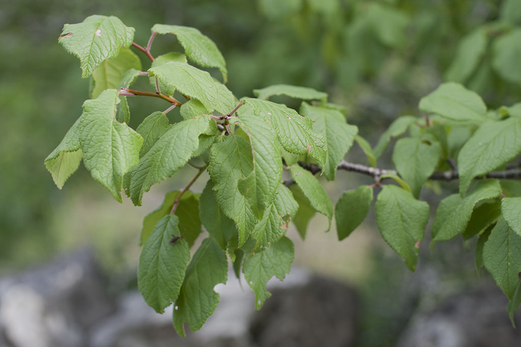 A Plum Assignment Mother Nature's Son