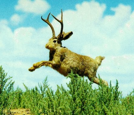 [jaunty-jackalope.jpg]