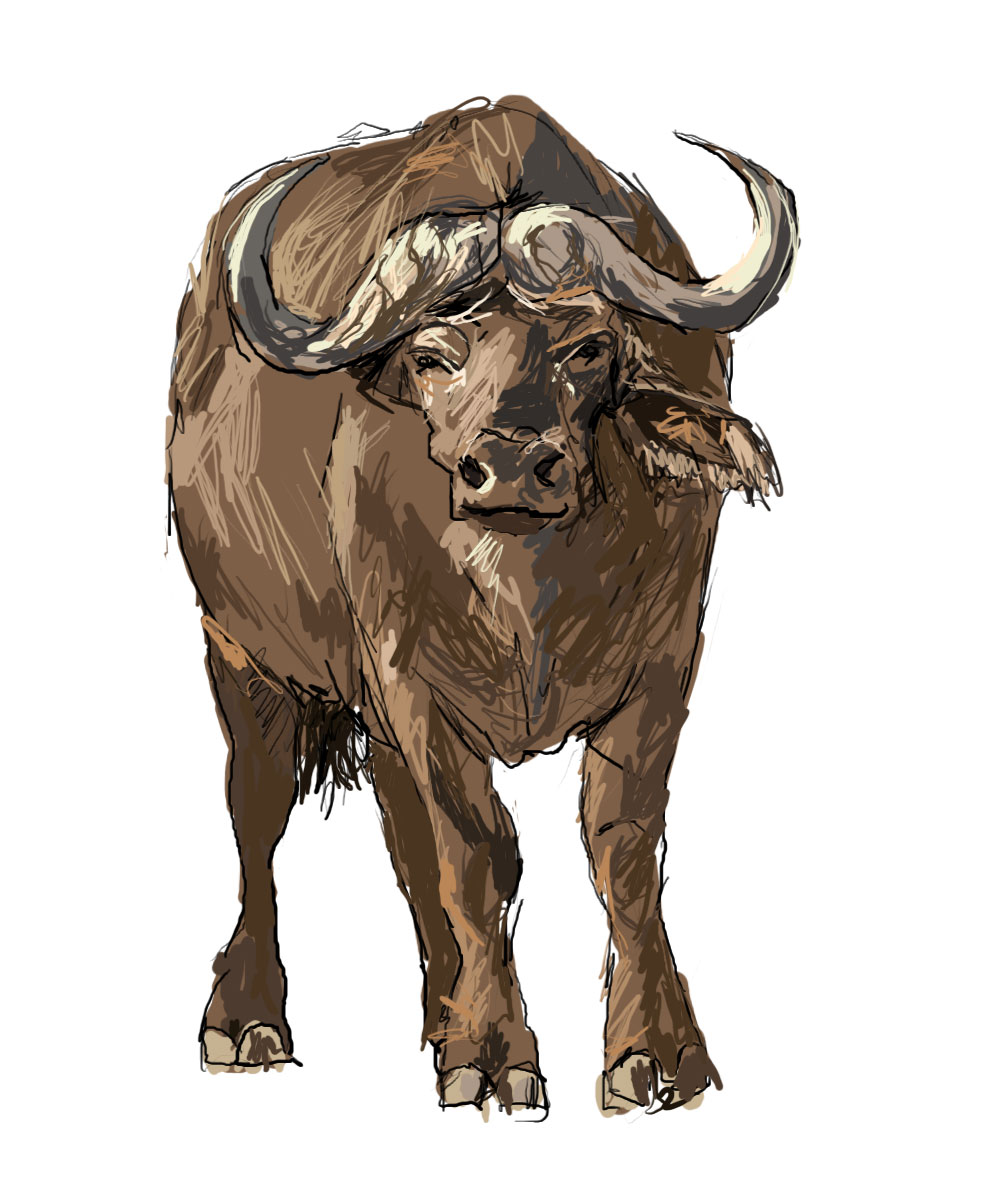 [sample---buffalo-3.jpg]