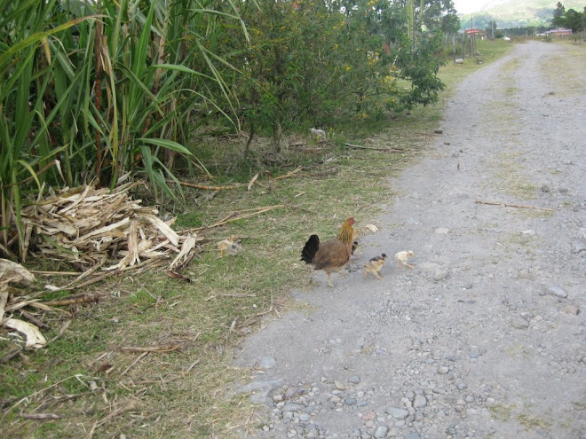 Mother Hen and Chicks in Volcan