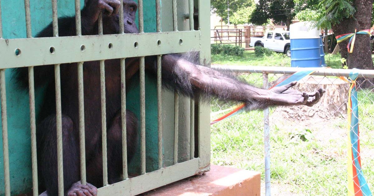 TO KUMASI, THE GARDEN CITY OF AFRICA Accra zoo animals arrive