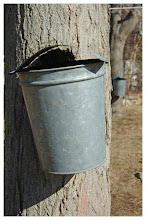 Gathering Sap in our Backyard