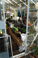 Garden bed in the Greenhouse