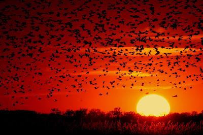 Blackbird-sunset-03.