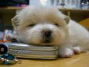 cute dog^^
