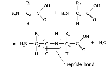 [aminoacid_peptide.jpeg]