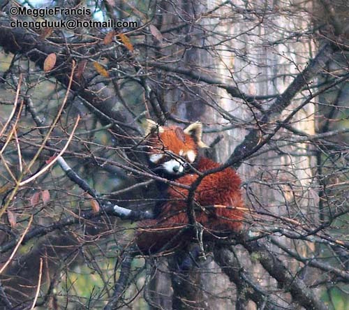 Red Panda Location