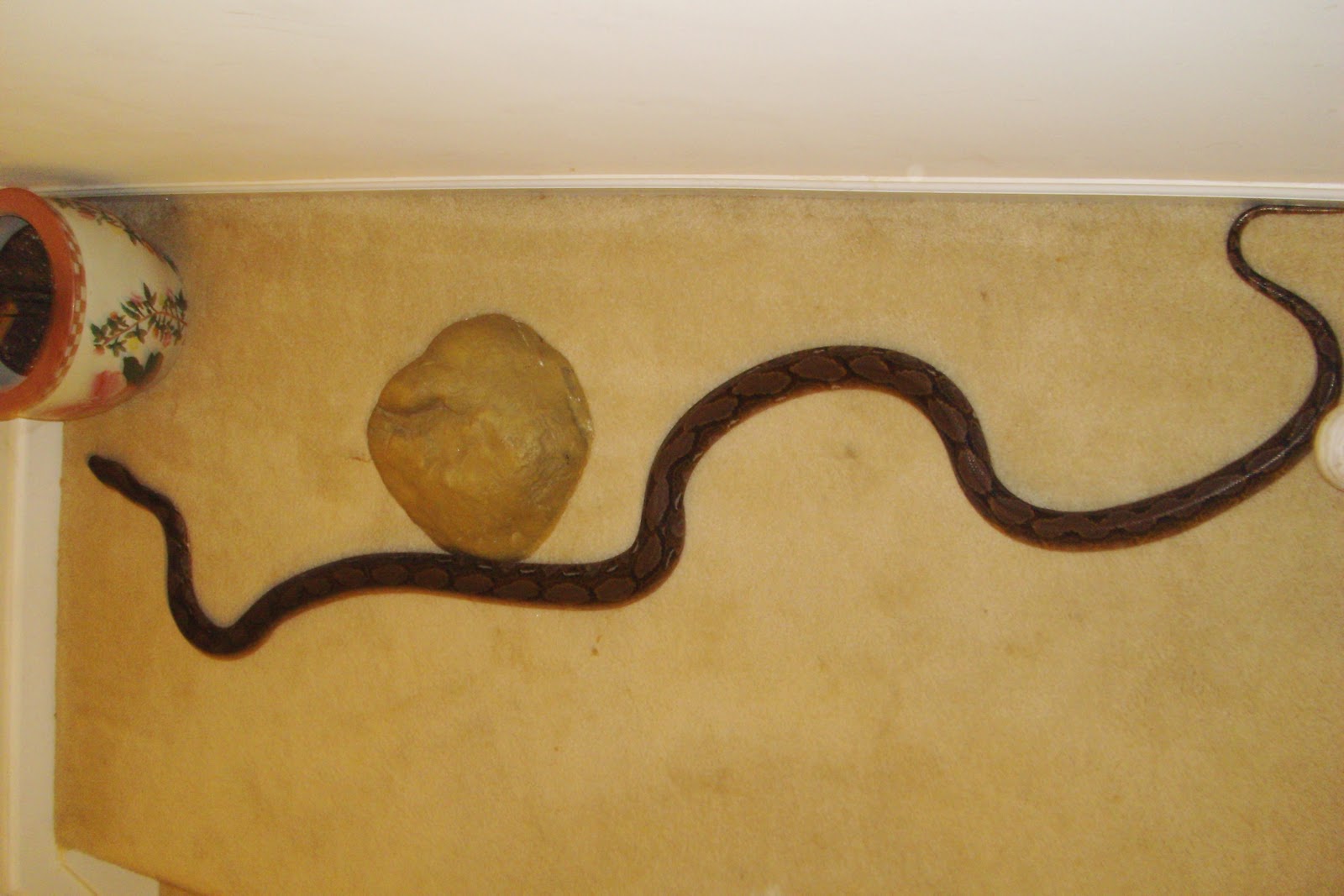 Southside VA Central NC Reptile Rescue 56 foot Reticulated Python