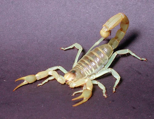 Scorpions and treating bites
