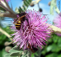 quem criou esta flor e sua visitante ?