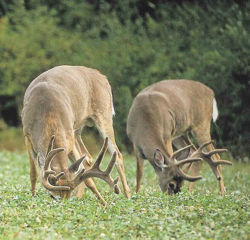 Deer and Wildlife Forage Project Introduction to the Deer and Wildlife