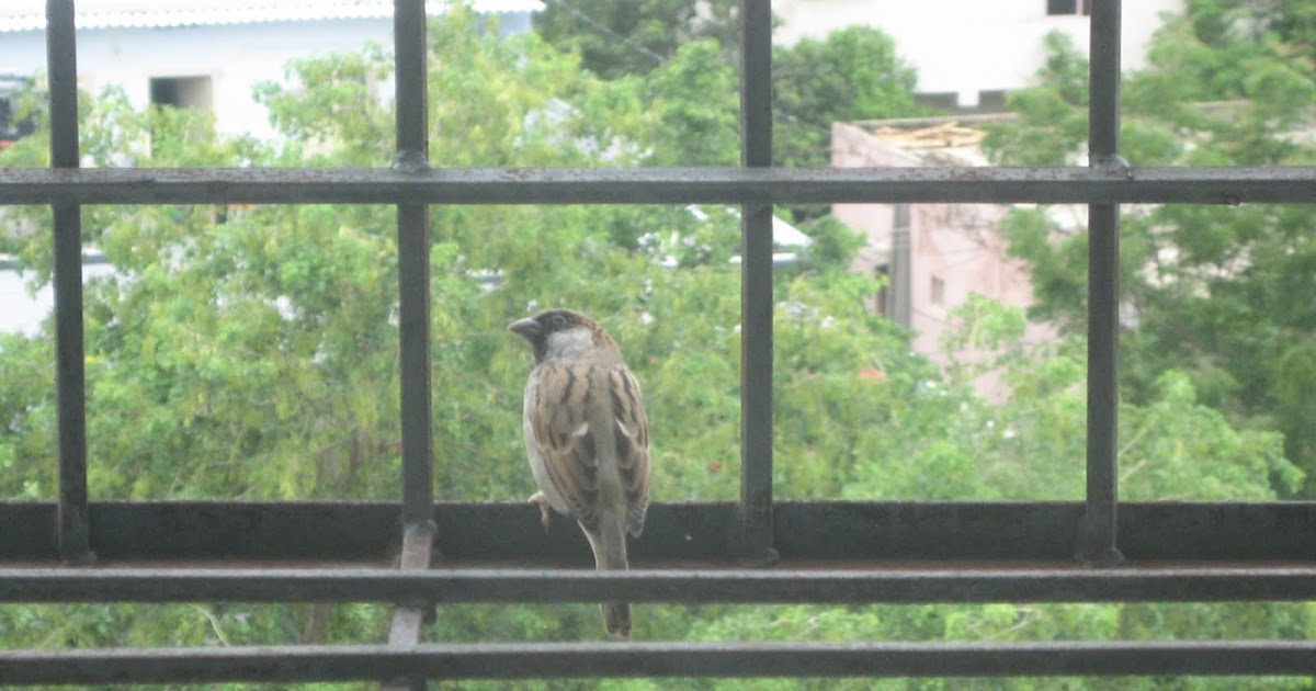 Our Friend - The Sparrow