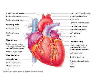 gross anatomy of cardiovascular system