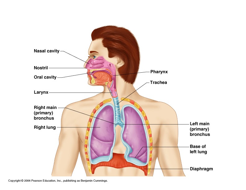 the main respiratory organs of our body are the