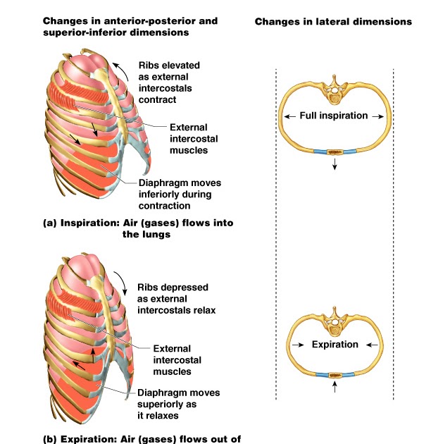 Learn About The Respiratory System: Positions of Rib Cage and Diaphragm