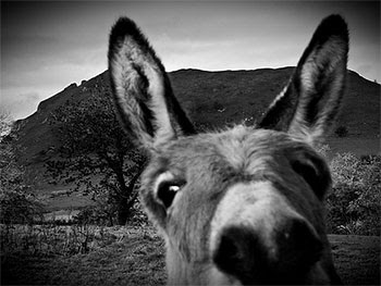 Aesop's Donkey Aesop's Donkey