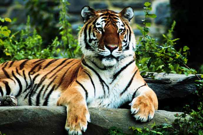 National Animal of India - Tiger ~ RAS Exam 2022