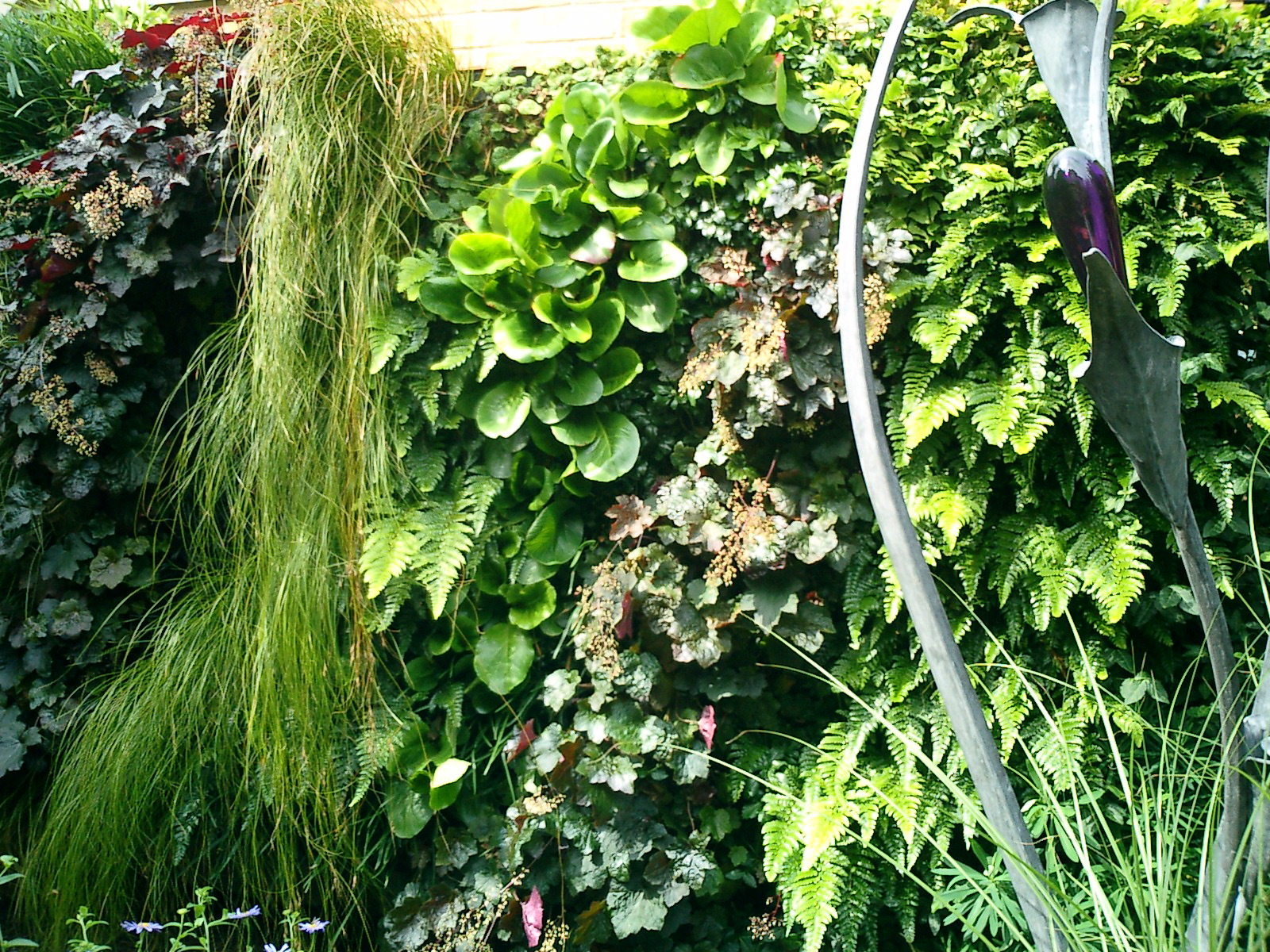 aralia garden design green wall for client in chelmsford aralia garden design green wall for client in chelmsford