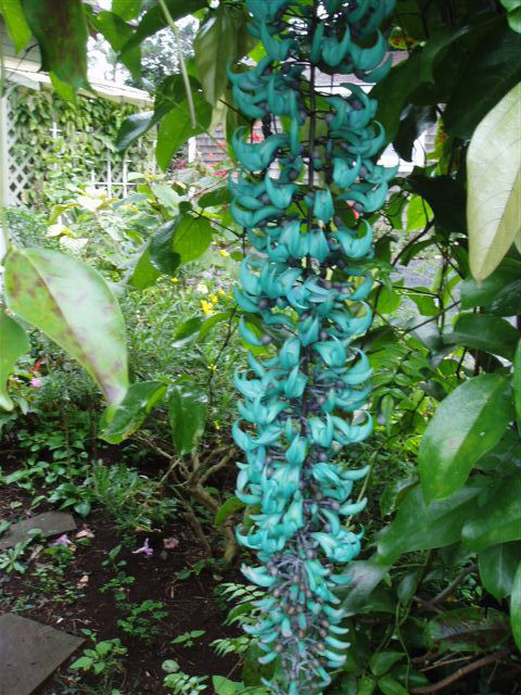[jade-vine.JPG]