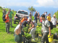 Haleakala Maui Hawaii dry land forest restoration