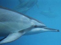 A bottlednose dolphin swimming near Maui Hawaii, photographed by snorkelers