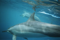 Bottle Nosed dolphins off Maui Hawaii photographed by snorkelers