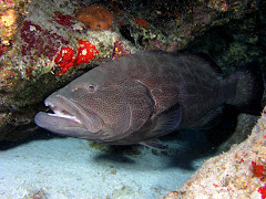 Mycteroperca bonacy (Mero Aguají)