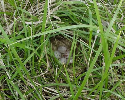 Western Meadowlark Nest