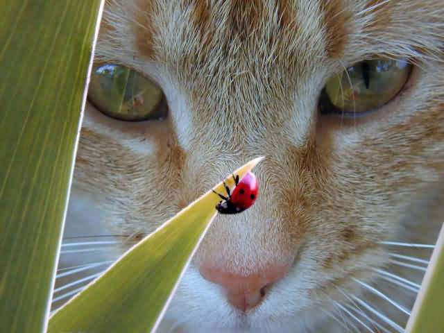 [cat's+face+and+lady+bug.jpg]