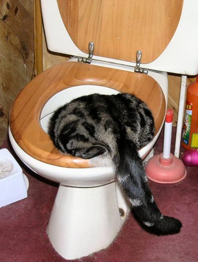 [cat+in+toilet+II.jpg]