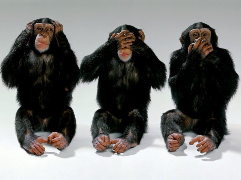 [monkeys.jpg]