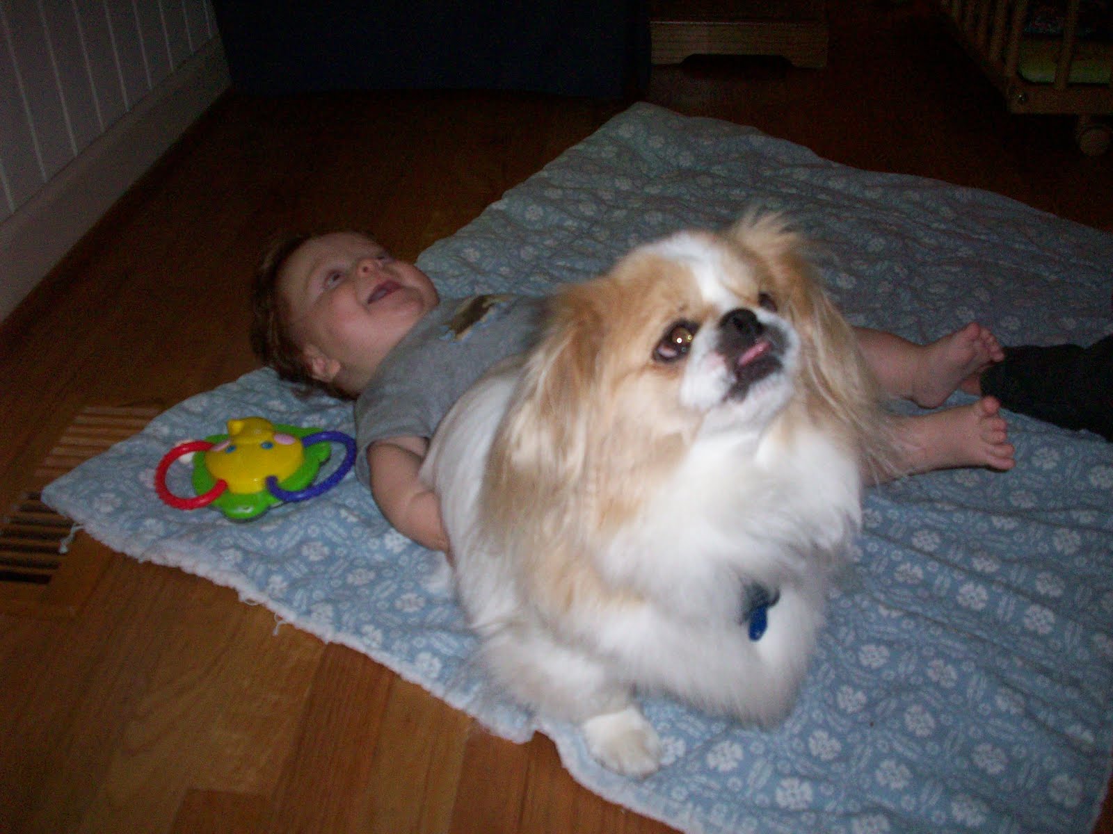 Must Love Pekes FLAT FACED DOGS