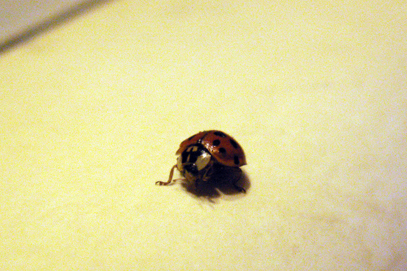[ladybug.jpg]