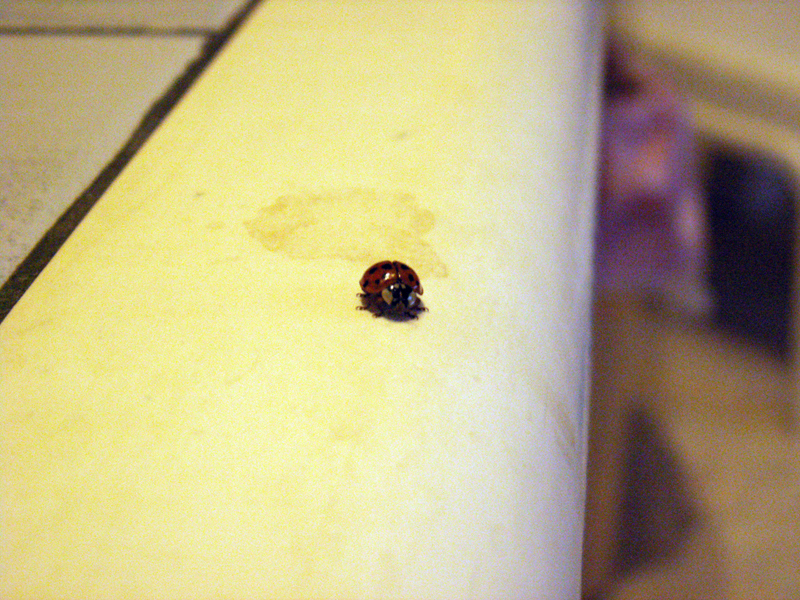 [ladybug3.jpg]