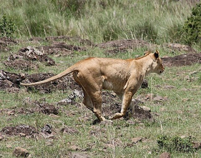 Running Lioness