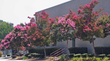 [crape-myrtle-trees.jpg]