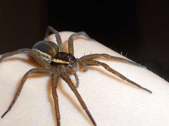 Geelgerande oeverspin