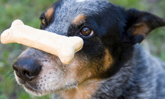 1-dog-bone-nose.jpg