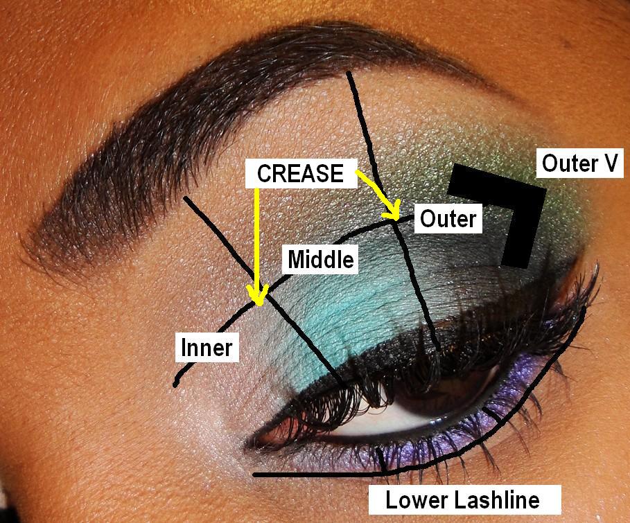 Diagram Of The Eyelid