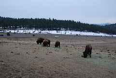 More Bison