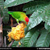 Sri Lanka Hanging Parrot-Giramallitha