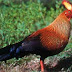 Sri Lanka Jungle fowl