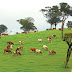 Ambewela Farms