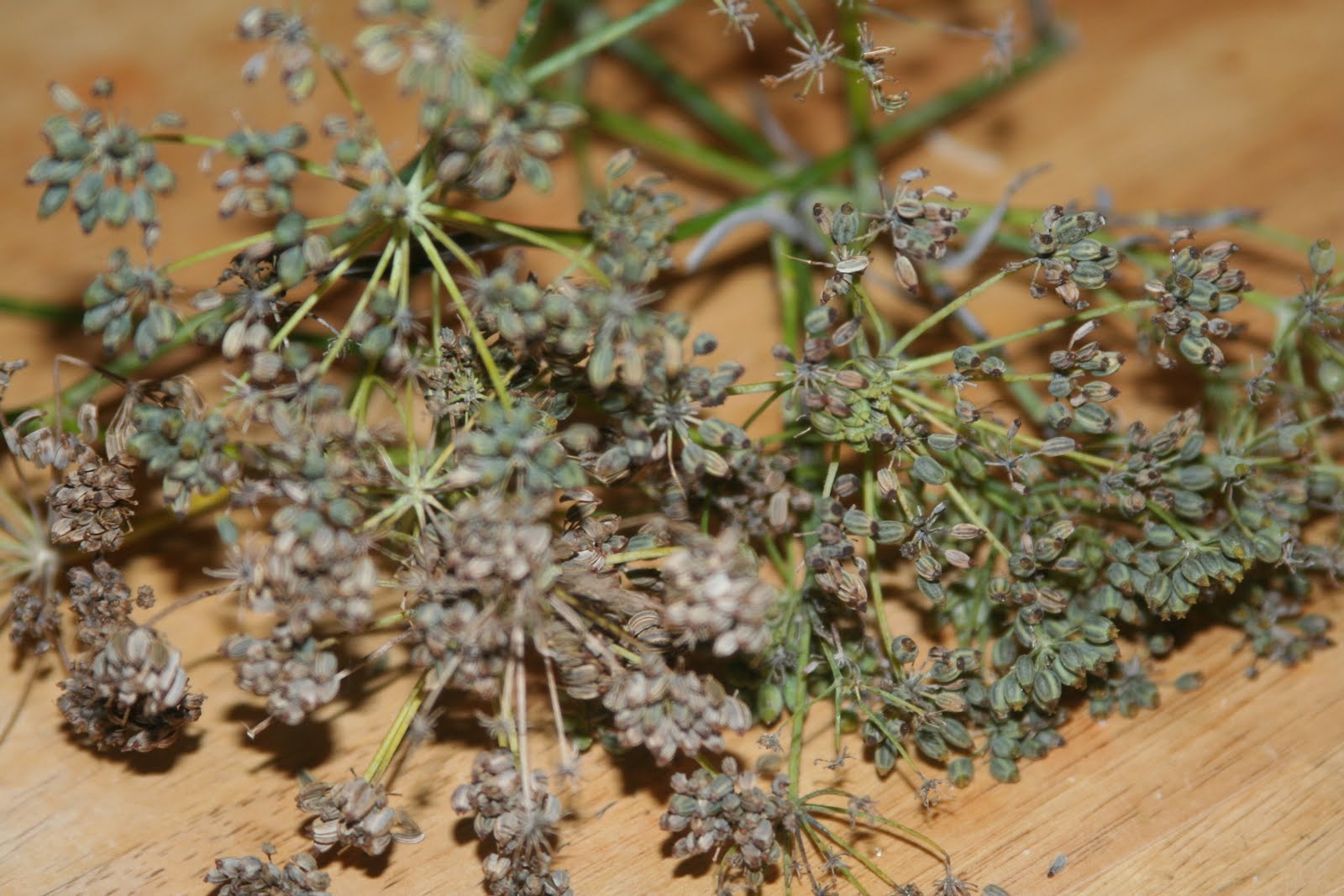 Chai Tea with Wild Fennel Seed