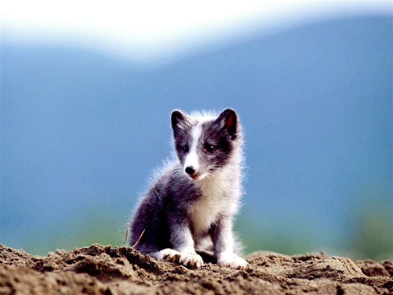 [800-Arctic_Fox_Kit.jpg]